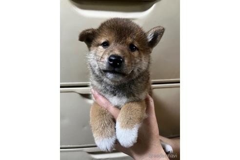 成約済の北海道の柴犬-185765の1枚目