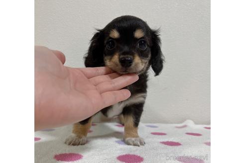 成約済の福岡県のチワックス:チワワ×ミニチュアダックスフンド-178221の23枚目