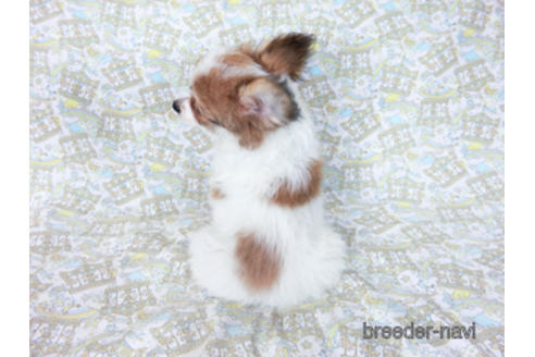 成約済の千葉県のパピヨン-180464の8枚目