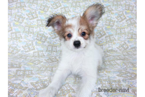 成約済の千葉県のパピヨン-180464の7枚目