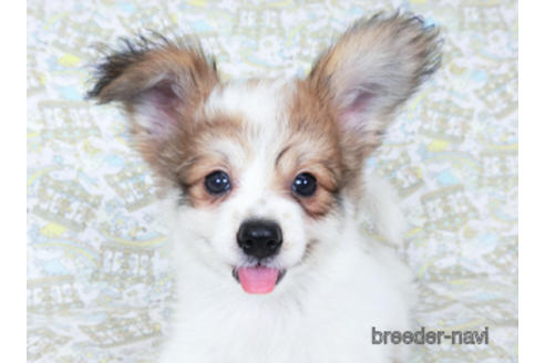 成約済の千葉県のパピヨン-180464の6枚目