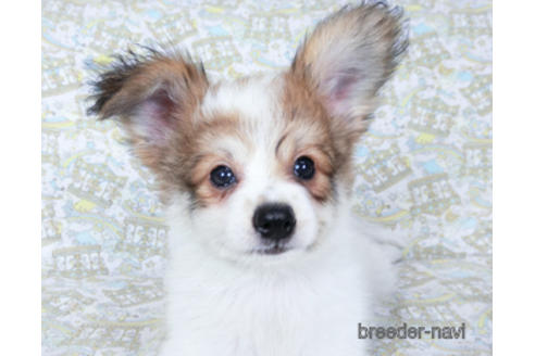 成約済の千葉県のパピヨン-180464の5枚目