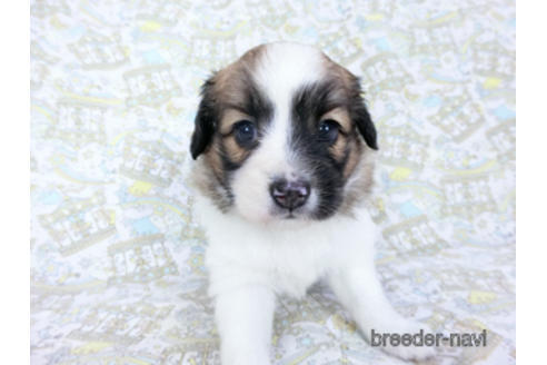 成約済の千葉県のパピヨン-185790の15枚目