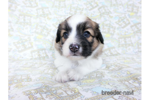 成約済の千葉県のパピヨン-185790の14枚目