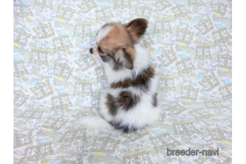 成約済の千葉県のパピヨン-180888の16枚目