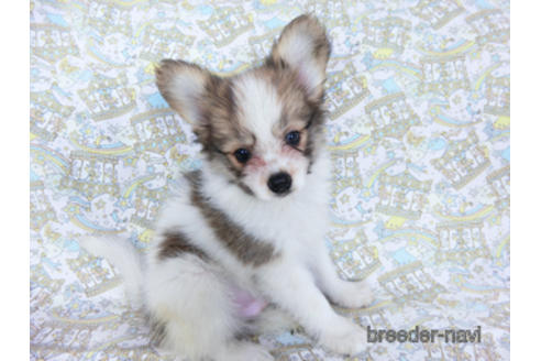 成約済の千葉県のパピヨン-180888の15枚目