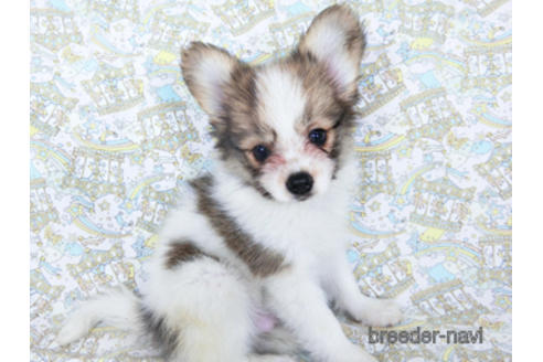 成約済の千葉県のパピヨン-180888の14枚目