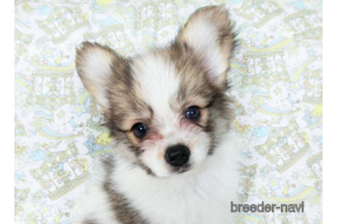 成約済の千葉県のパピヨン-180888の13枚目