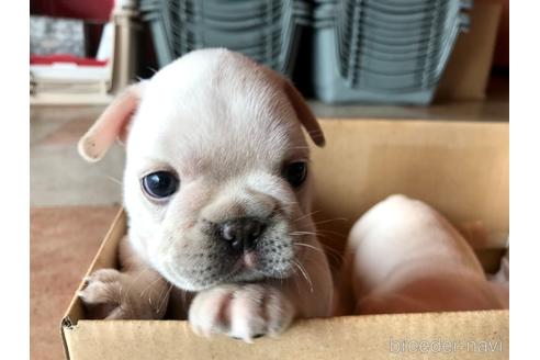 成約済の山口県のフレンチブルドッグ-182242の2枚目