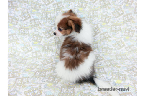 成約済の千葉県のパピヨン-180468の4枚目