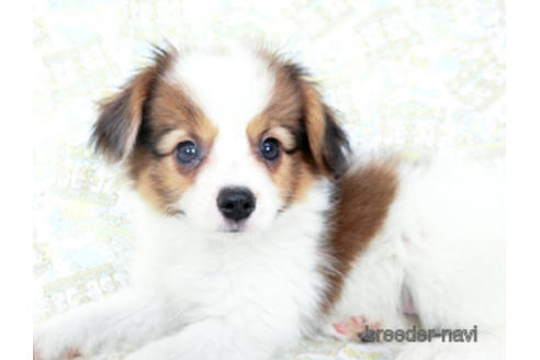 成約済の千葉県のパピヨン-180468の2枚目