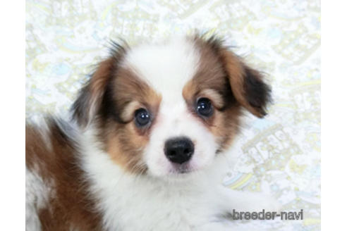 成約済の千葉県のパピヨン-180468