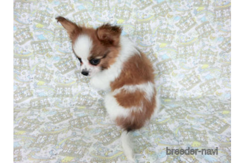 成約済の千葉県のパピヨン-180471の8枚目