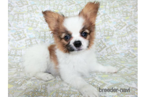 成約済の千葉県のパピヨン-180471の7枚目