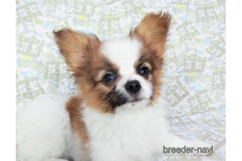 成約済の千葉県のパピヨン-180471の6枚目