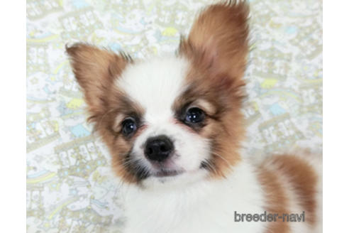 成約済の千葉県のパピヨン-180471の5枚目