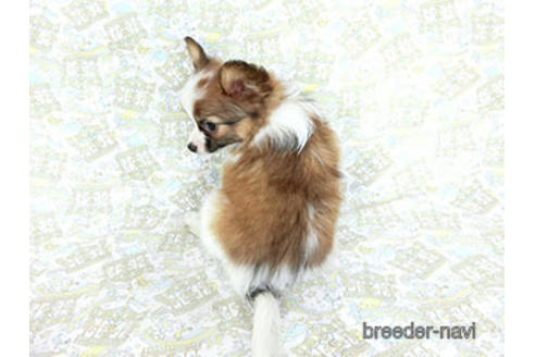 成約済の千葉県のパピヨン-180474の4枚目