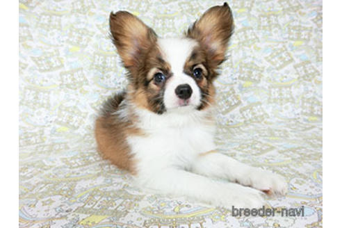 成約済の千葉県のパピヨン-180474の3枚目