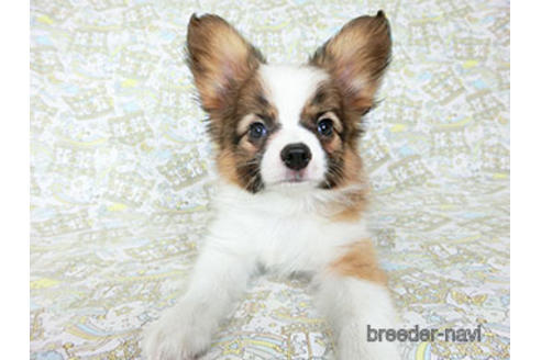 成約済の千葉県のパピヨン-180474の2枚目