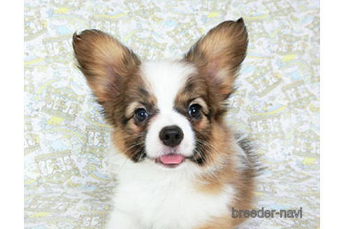 成約済の千葉県のパピヨン-180474の1枚目