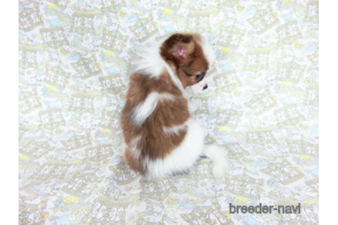 成約済の千葉県のパピヨン-180476の8枚目