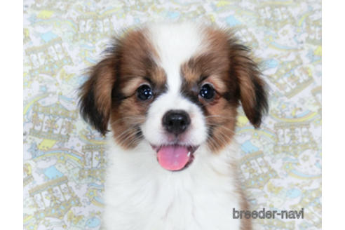 成約済の千葉県のパピヨン-180476の5枚目