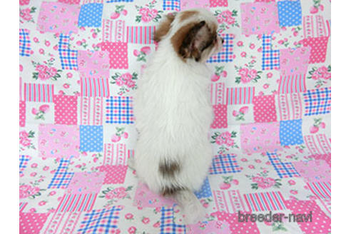 成約済の千葉県のパピヨン-182868の4枚目