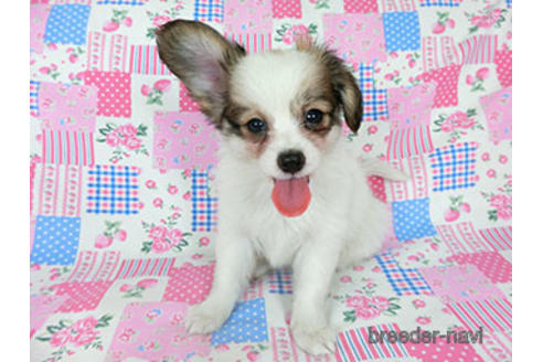 成約済の千葉県のパピヨン-182868の3枚目