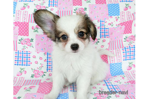 成約済の千葉県のパピヨン-182868の2枚目