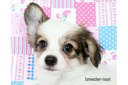 成約済の千葉県のパピヨン-182868