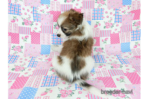 成約済の千葉県のパピヨン-182872の4枚目