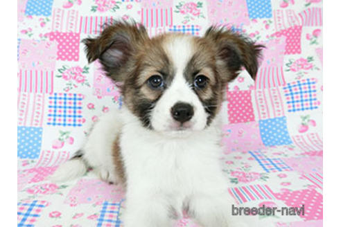 成約済の千葉県のパピヨン-182872の3枚目