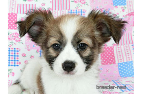 成約済の千葉県のパピヨン-182872の2枚目