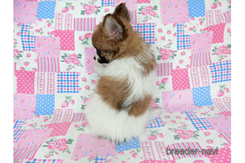 成約済の千葉県のパピヨン-182874の4枚目