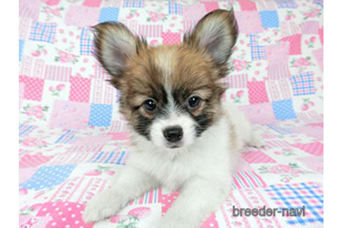 成約済の千葉県のパピヨン-182874の3枚目