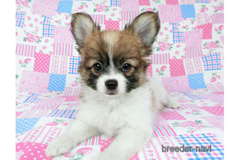 成約済の千葉県のパピヨン-182874の2枚目