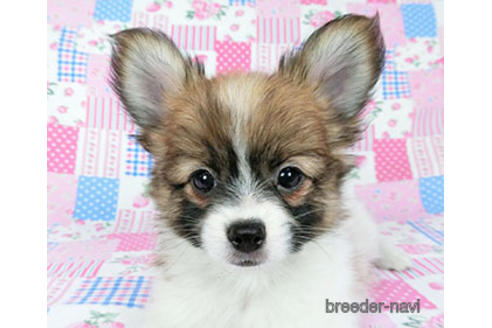 成約済の千葉県のパピヨン-182874の1枚目