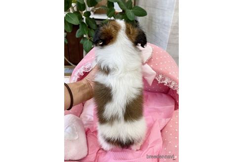 成約済の大阪府のパピヨン-185804の5枚目