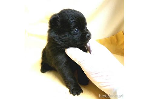 成約済の茨城県のミックス犬-185849の69枚目