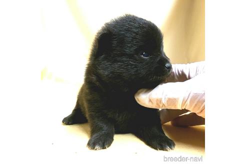 成約済の茨城県のミックス犬-185855の14枚目