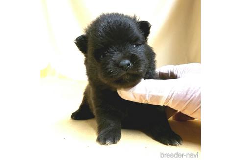 成約済の茨城県のミックス犬-185855の13枚目