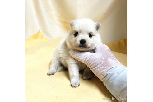 成約済の茨城県のミックス犬-185858の29枚目