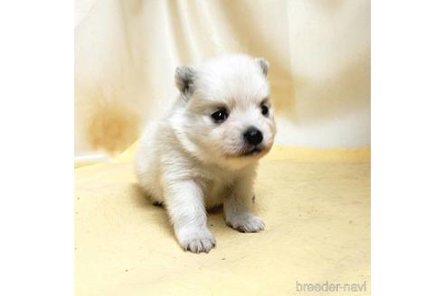 成約済の茨城県のミックス犬-185858の28枚目