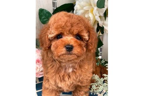 成約済の神奈川県のタイニープードル-185868の13枚目