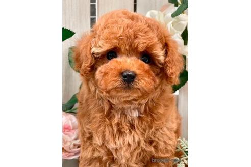 成約済の神奈川県のタイニープードル-185868の4枚目