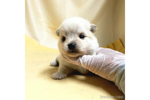 成約済の茨城県のミックス犬-185867の17枚目