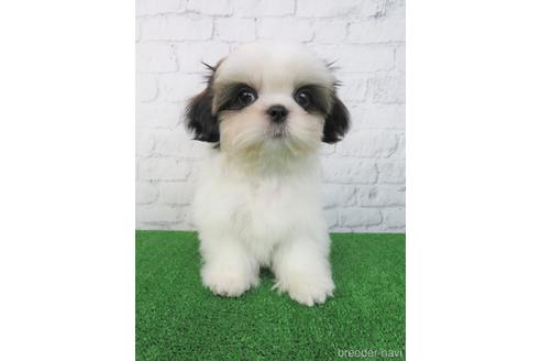 成約済の大阪府のシーズー-180089