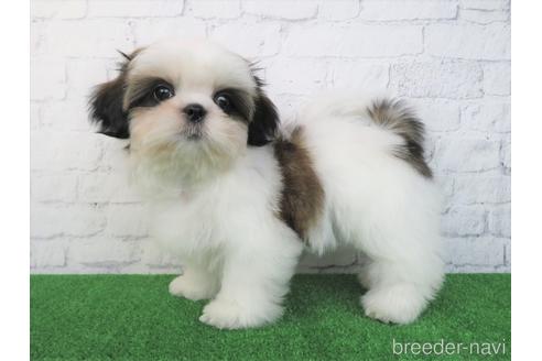 成約済の大阪府のシーズー-180089の5枚目