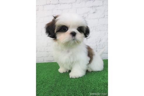 成約済の大阪府のシーズー-180089の4枚目