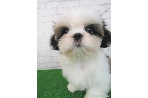 成約済の大阪府のシーズー-180089の3枚目